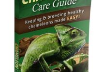 Chameleon Care Guide book cover