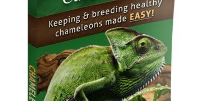 Chameleon Care Guide book cover