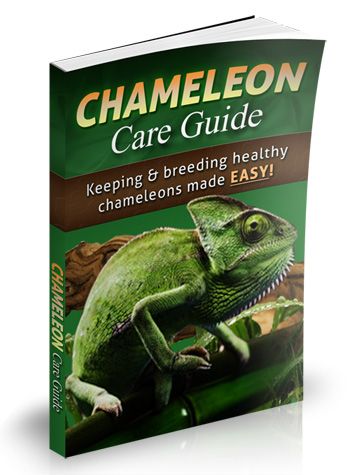 Chameleon Care Guide book cover